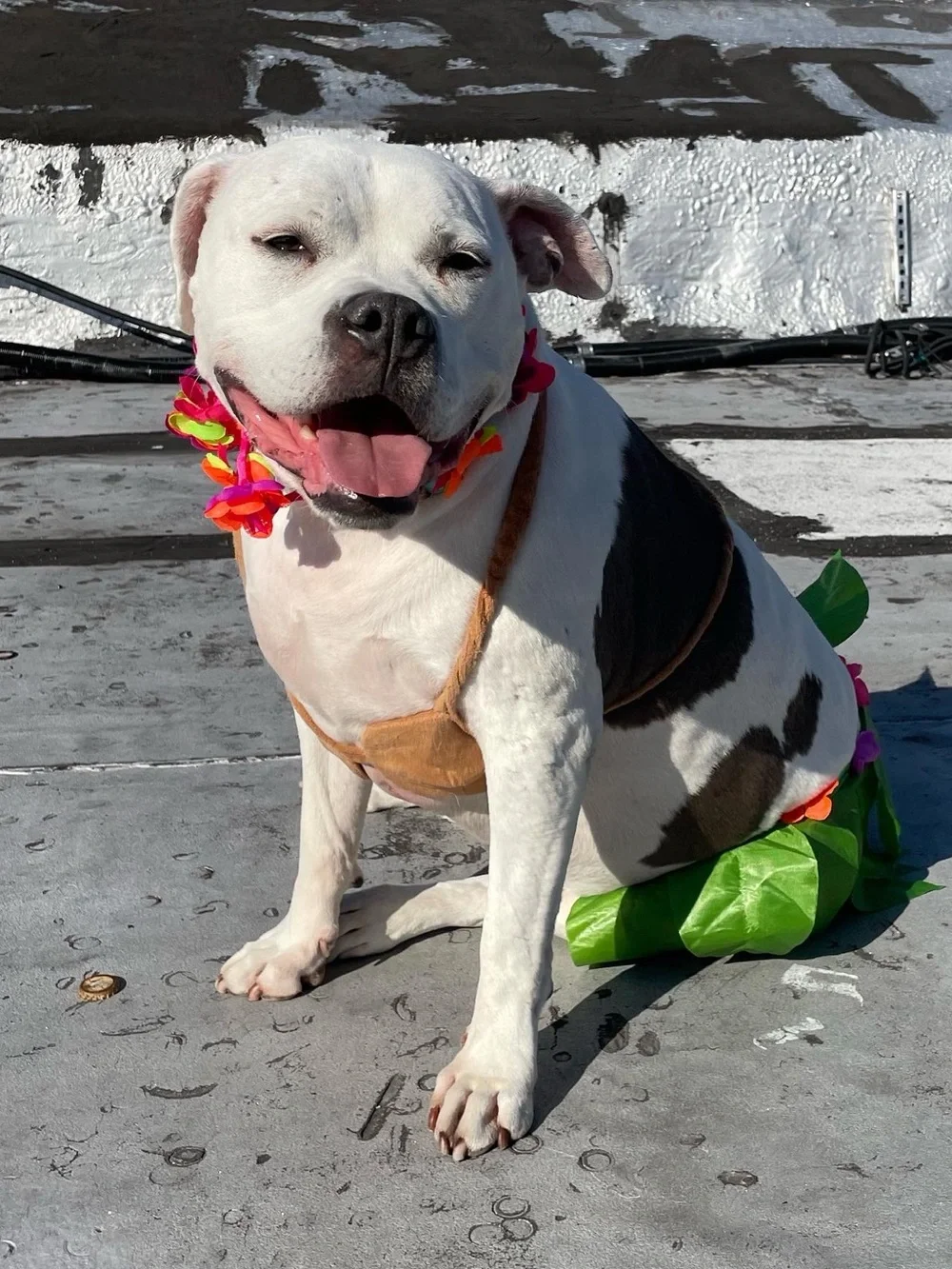 Hula Girl Hawaiian Dog Halloween Costume